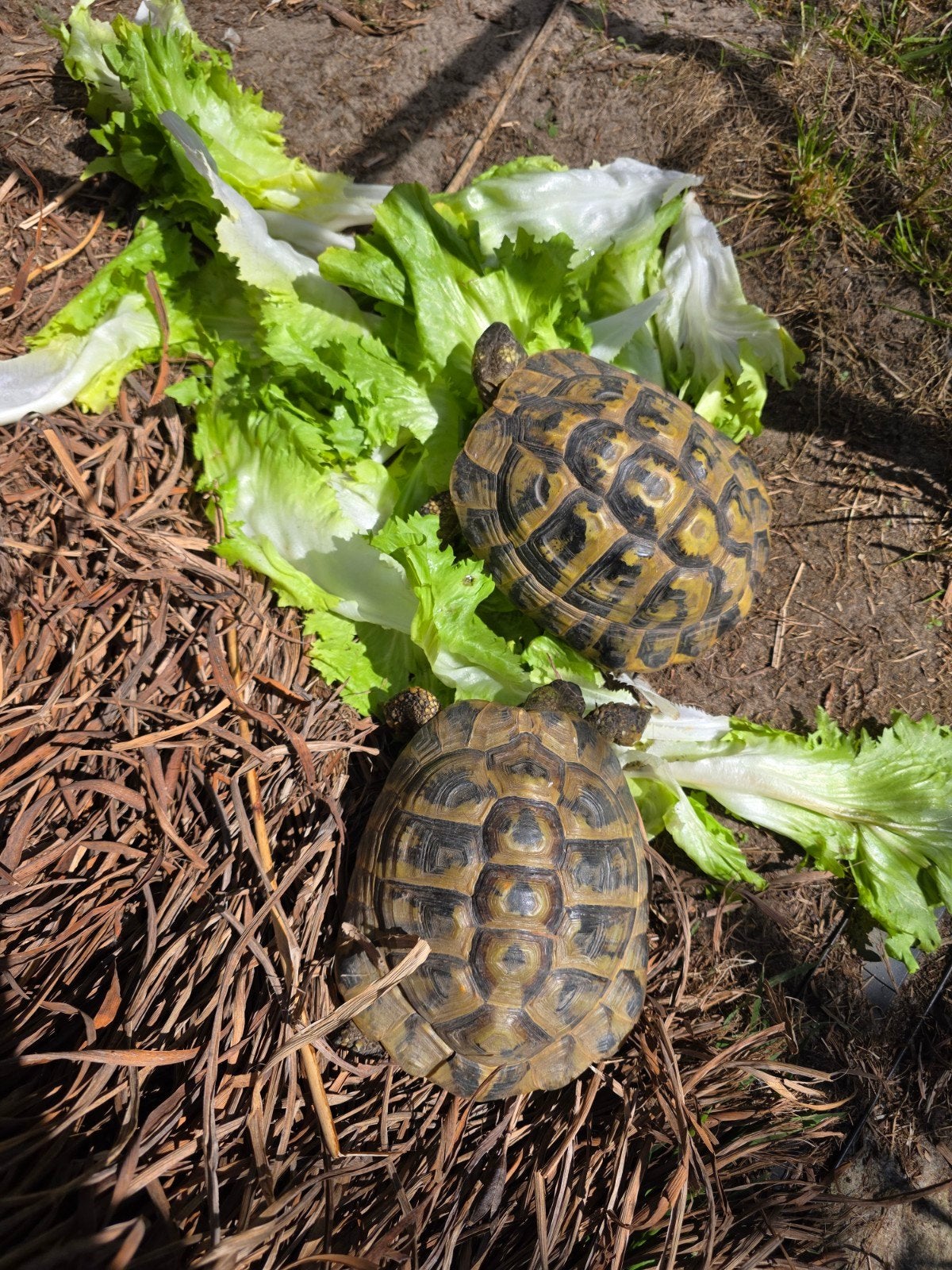 Koppel Griekse landschildpadden 2015, Dieren en Toebehoren