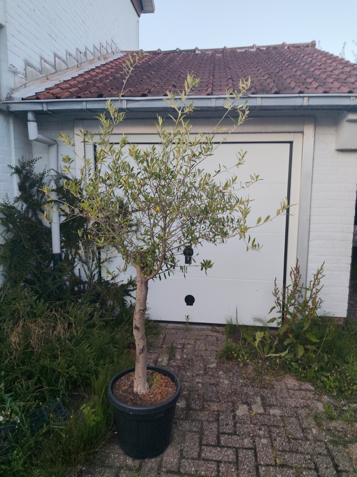 Olijfboom met olijven, Tuin en Terras, Planten | Bomen, Ophalen, Olijfboom