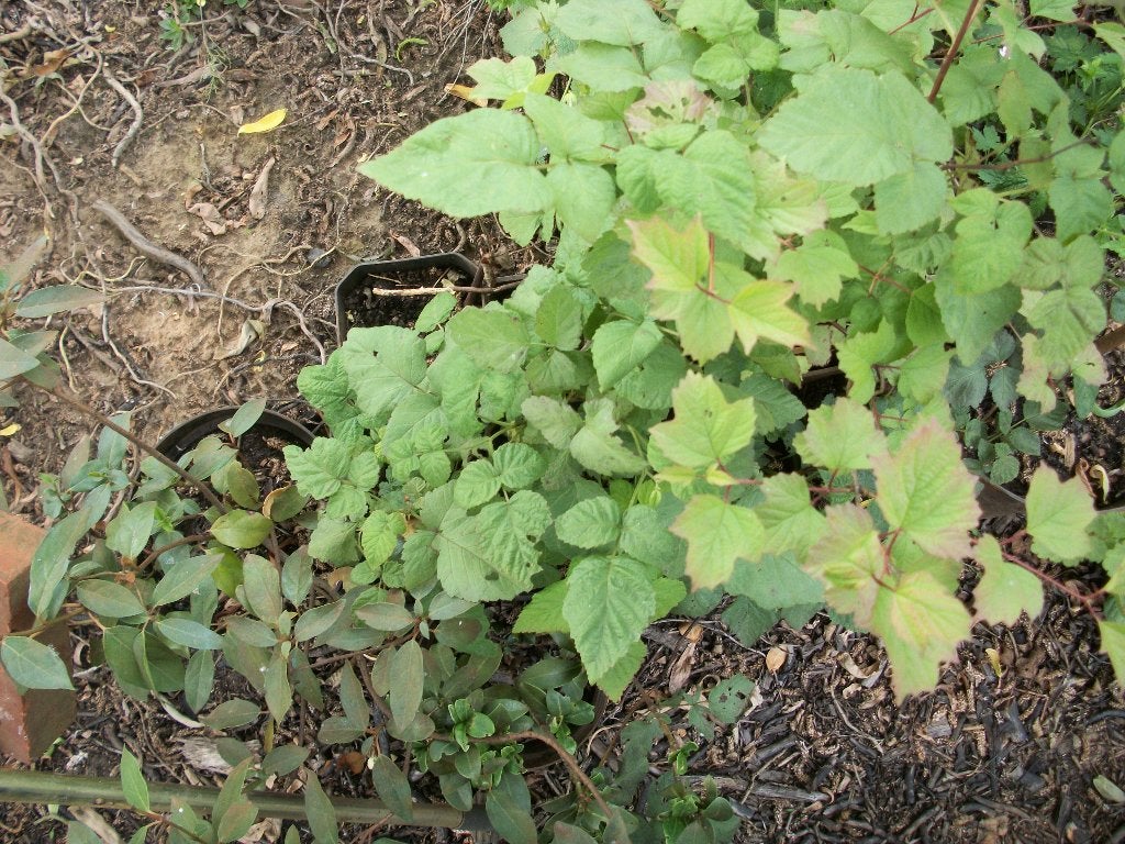 Rubus fruticosus 'Loganberry' planten, Tuin en Terras, Planten | Tuinplanten, Ophalen, Volle zon, Vaste plant, Fruitplanten