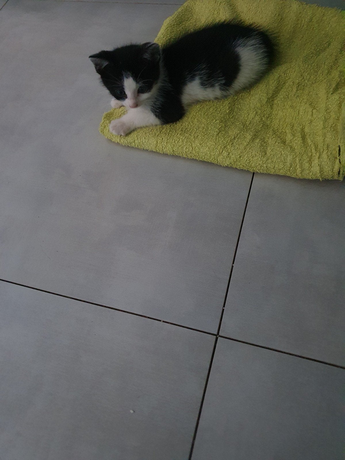 Gratis kittens, Dieren en Toebehoren, Meerdere dieren, 0 tot 2 jaar