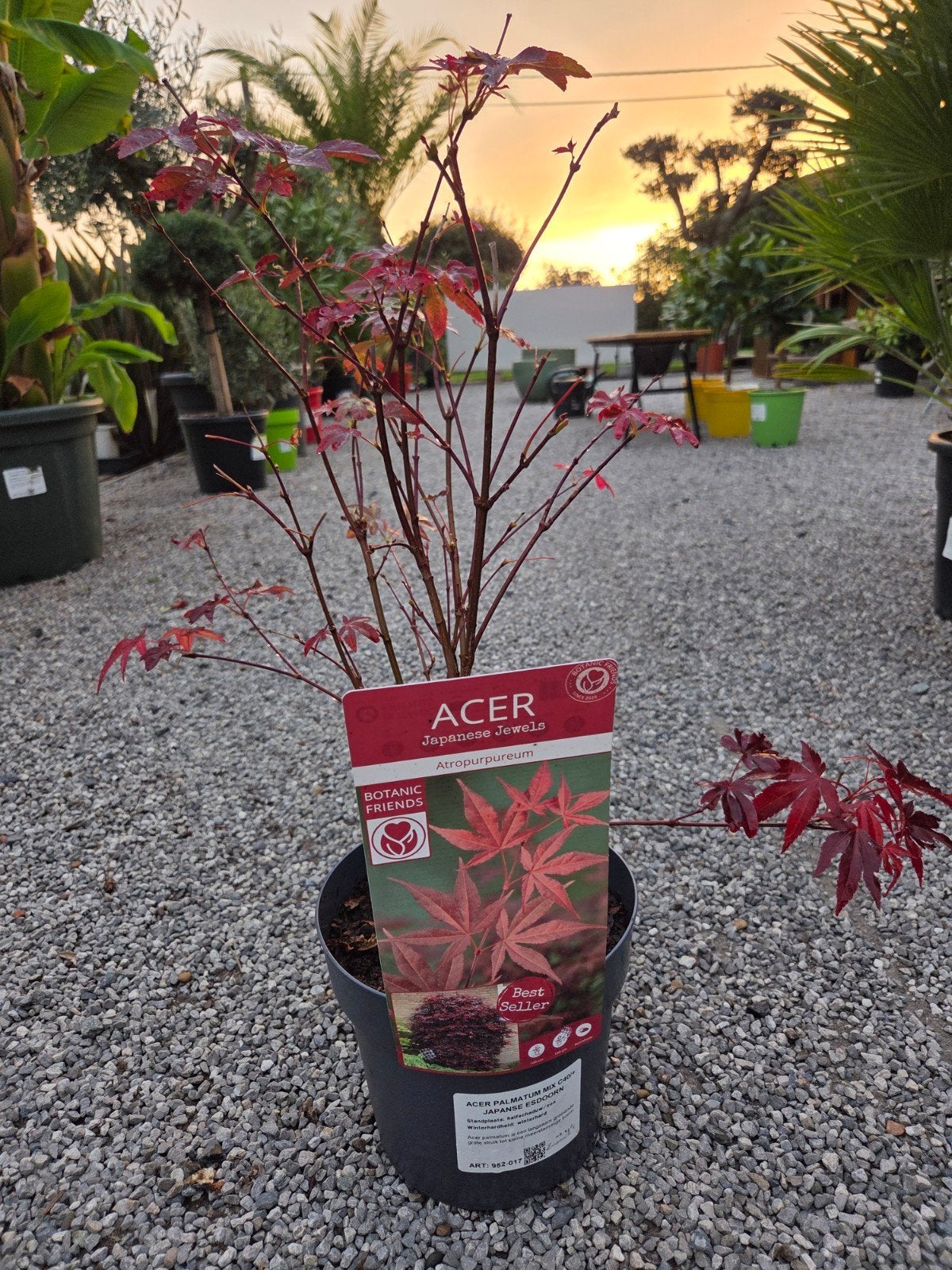 Acer Palmatum 'Atropurpureum', Jardin & Terrasse, Enlèvement, Mi-ombre