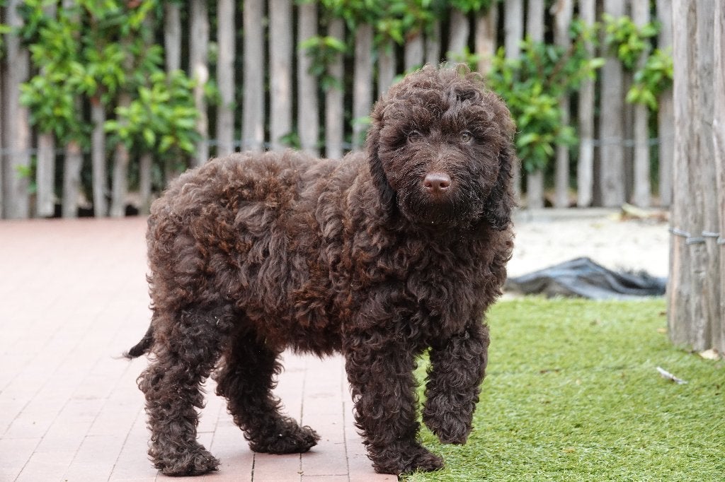 Prachtige Choco Medium Labradoodle pups, met stamboom, België, Overige rassen, CDV (hondenziekte), 8 tot 15 weken