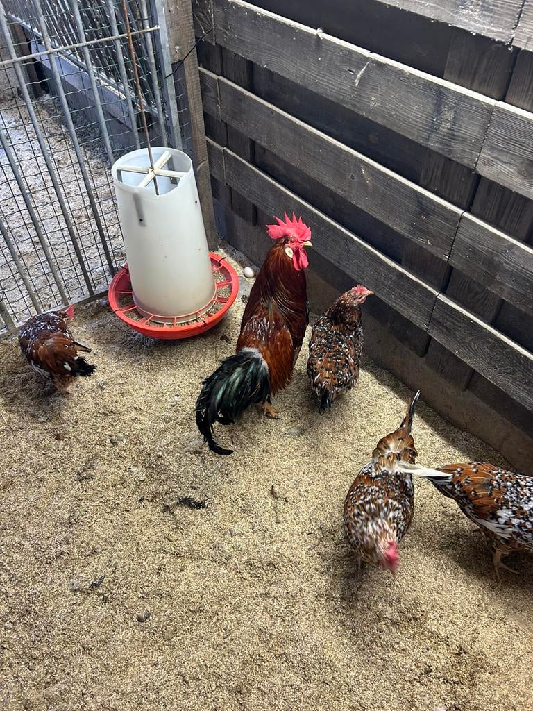 Leghorn porselein, Dieren en Toebehoren, Pluimvee