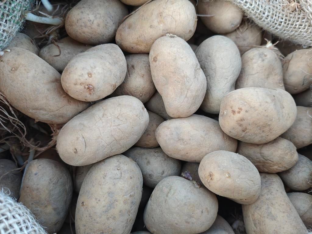 Pootgoed Gold Marie, Ophalen