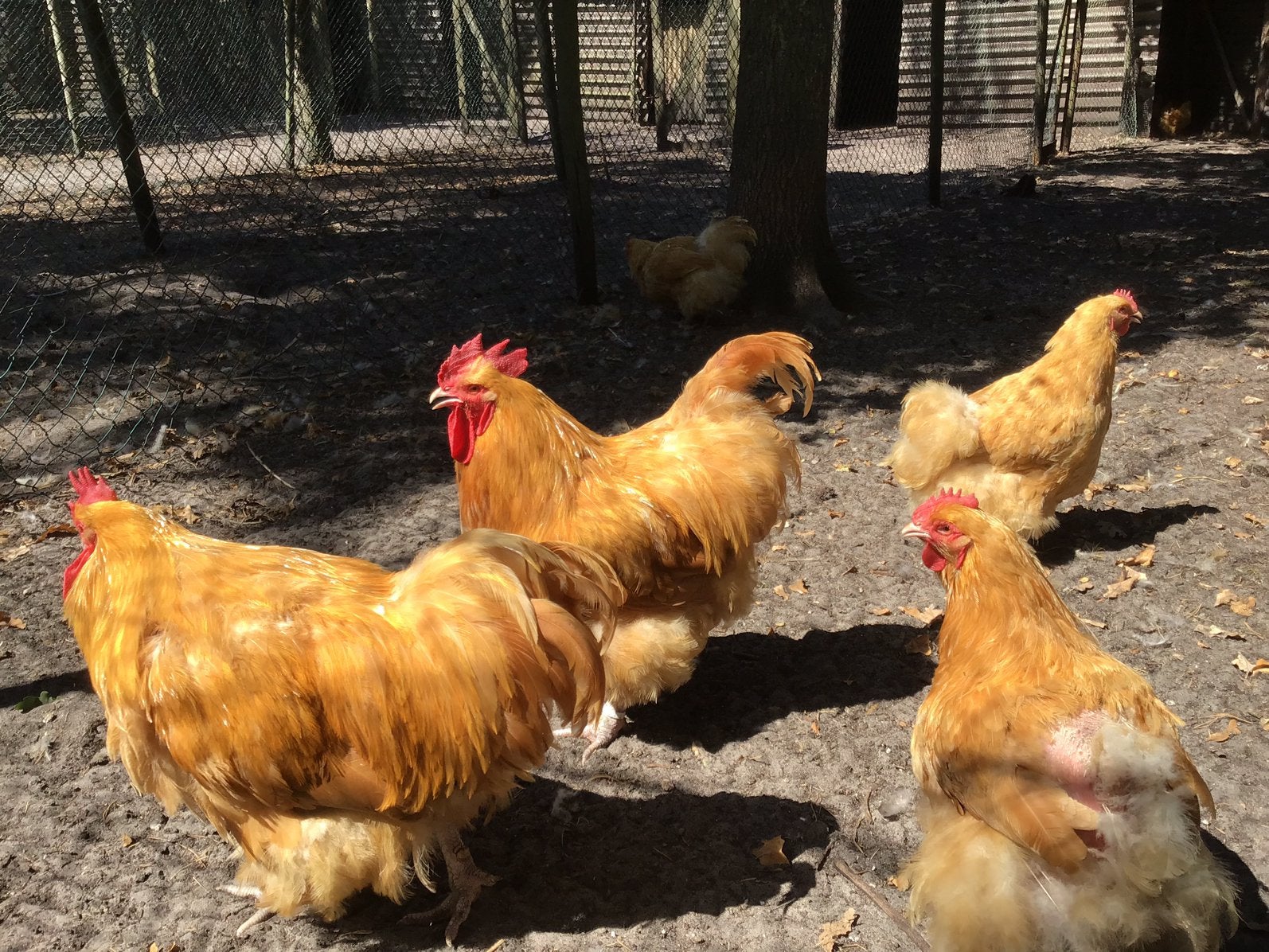 Orpington buff groot broedeieren, Geslacht onbekend, Kip