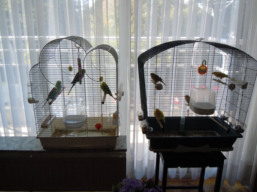 cage d'oiseaux, Animaux & Accessoires, Oiseaux | Cages & Volières, Enlèvement, Utilisé, Autres matériaux, Volière