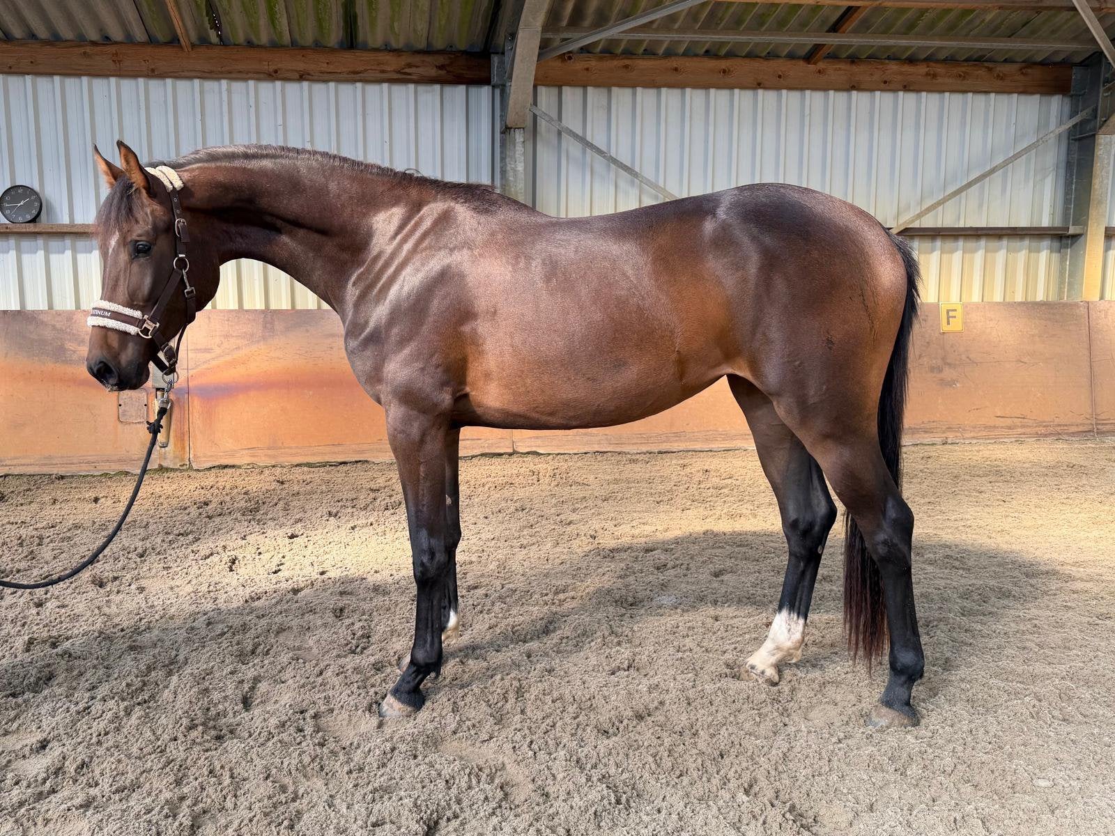Mooie 2.5 jarige springmerrie, Dieren en Toebehoren, Merrie, Springpaard, Met stamboom, 0 tot 2 jaar