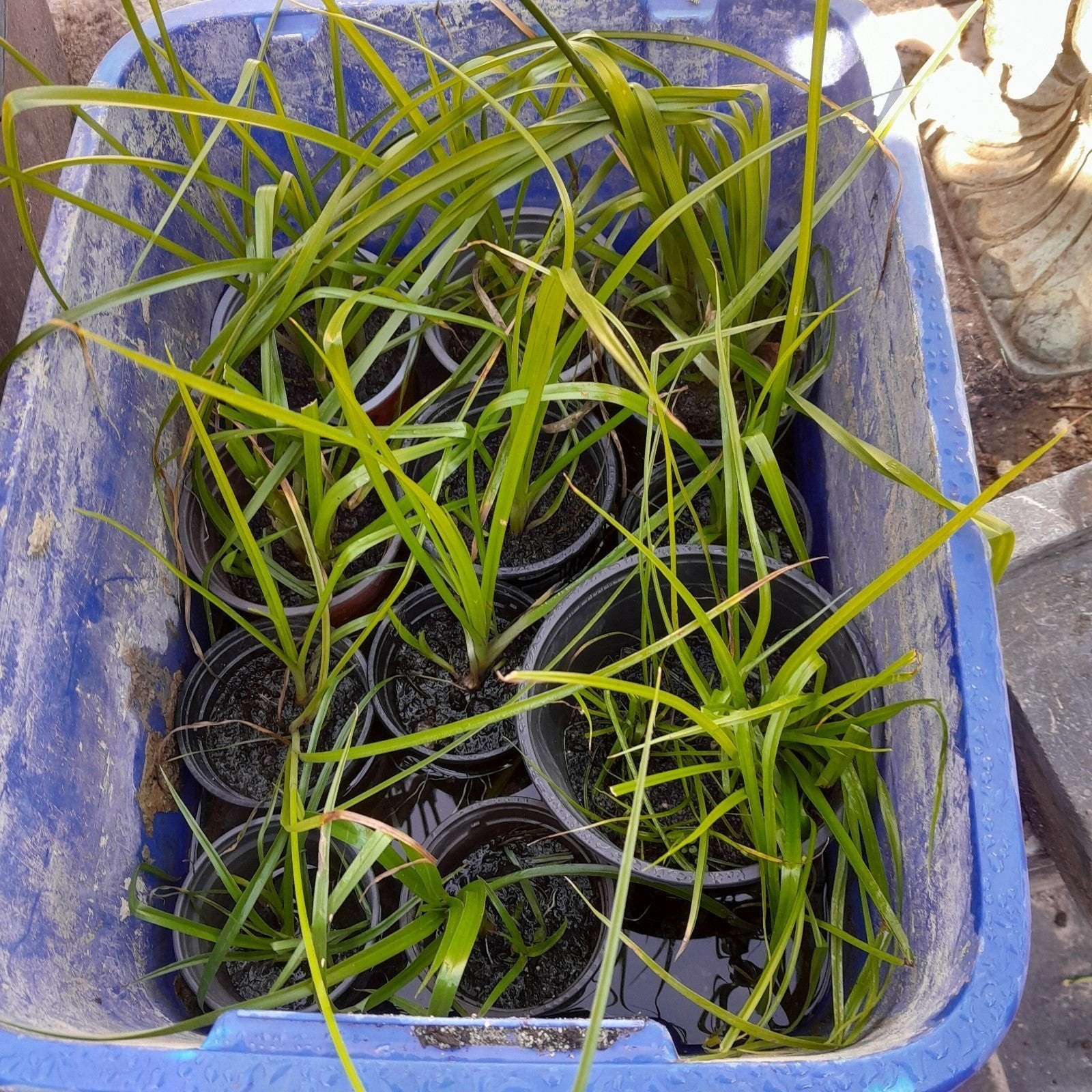 papyrus planten, Ophalen, Winter