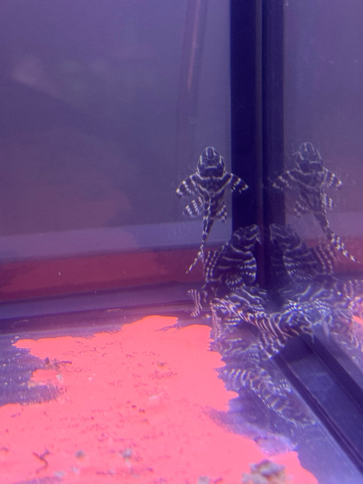 L333 king tiger pleco