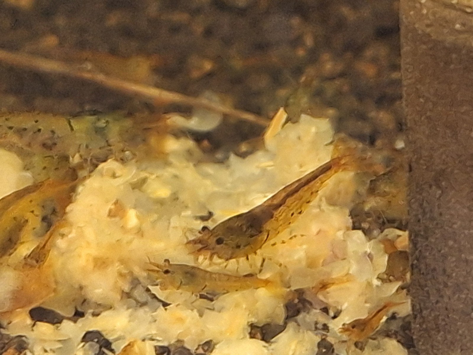 Tangerine tijgers (caridina garnalen), Dieren en Toebehoren