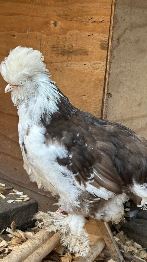 Mottled satin zijdehoen USA, Dieren en Toebehoren, Mannelijk, Kip
