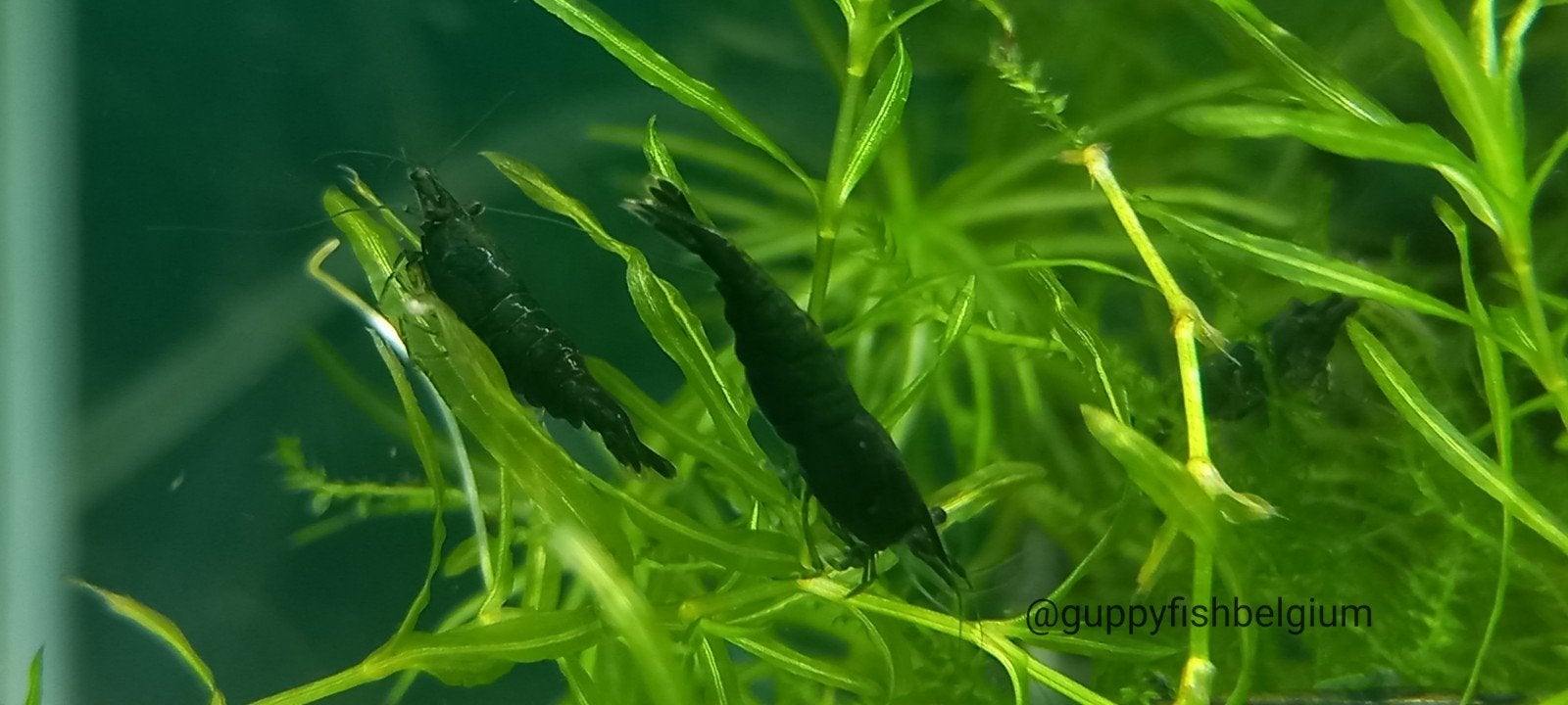 Neocaridina garnalen, Poisson, Poisson d'eau douce, Banc de poissons