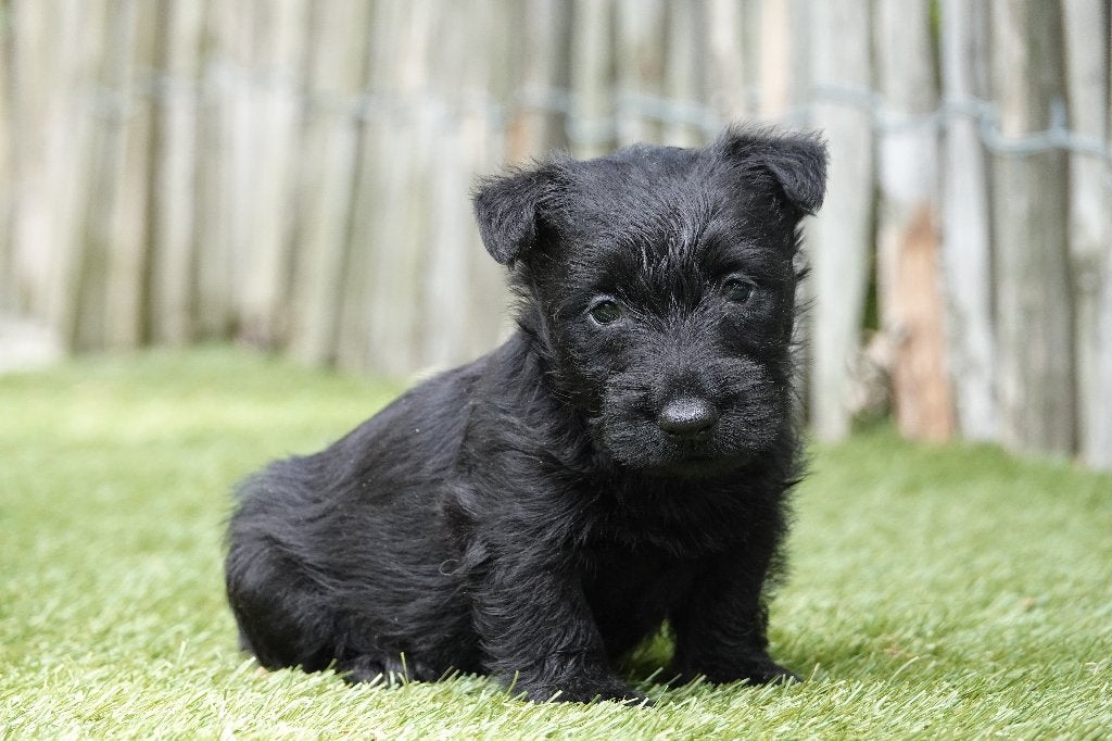 Magnifiques chiot Scottish Terrier (Scottish Terrier), Animaux & Accessoires, Maladie de Carré (chiens), Belgique, Un chien, Chienne