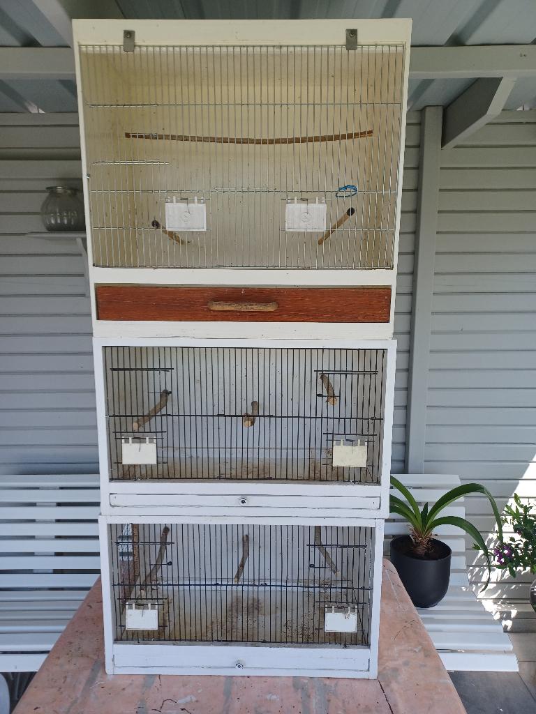Te koop. Drie kweekkooien., Dieren en Toebehoren