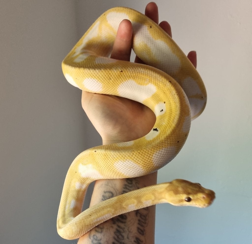 1.0 banana enchi calico het clown koningspython, Dieren en Toebehoren