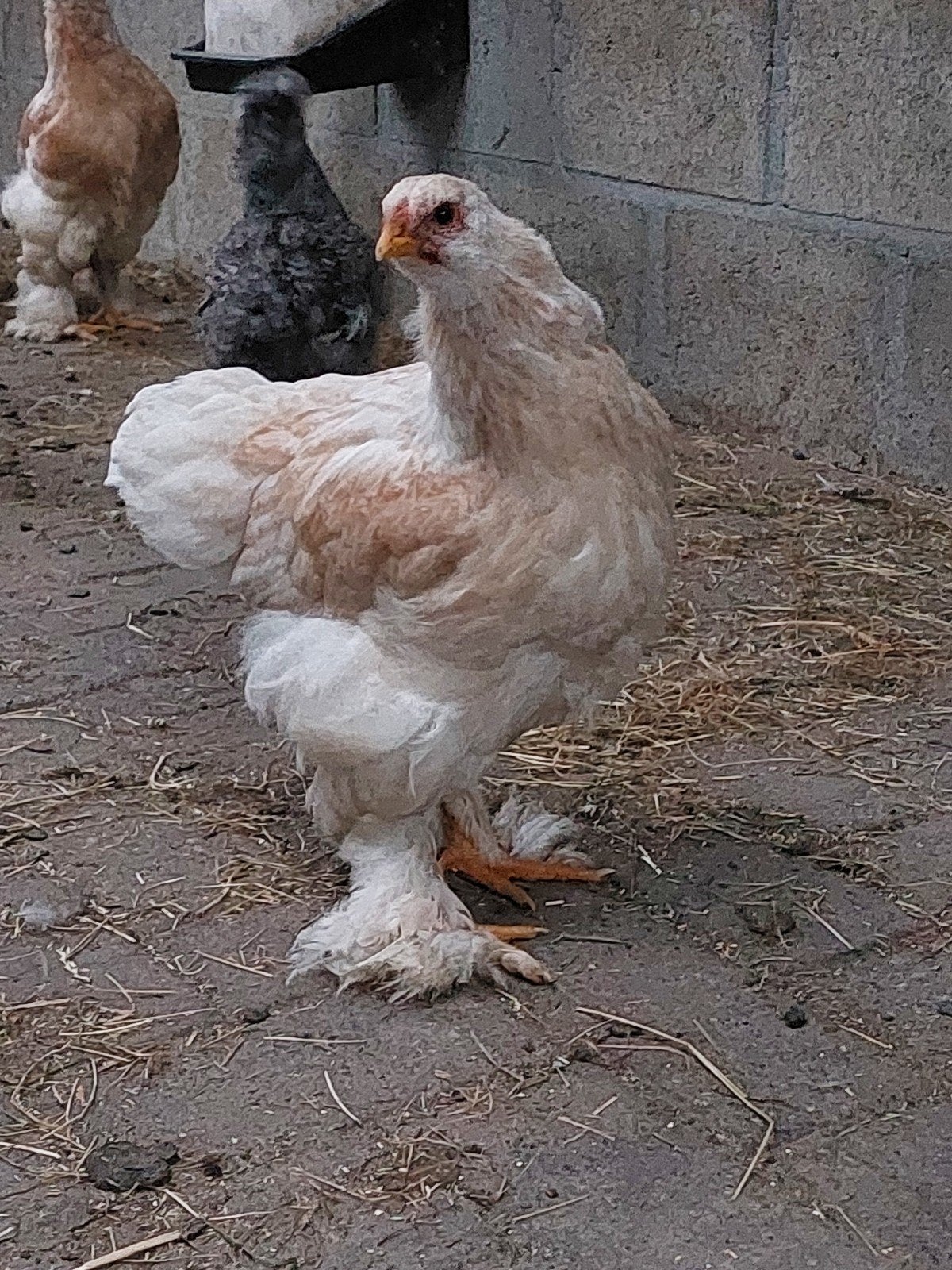 Brahma zalm hennen, Dieren en Toebehoren