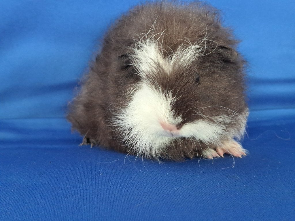 Mooie Ch Teddy cavia beertjes beschikbaar, Dieren en Toebehoren, Knaagdieren, Cavia, Mannelijk, Mei, Tam