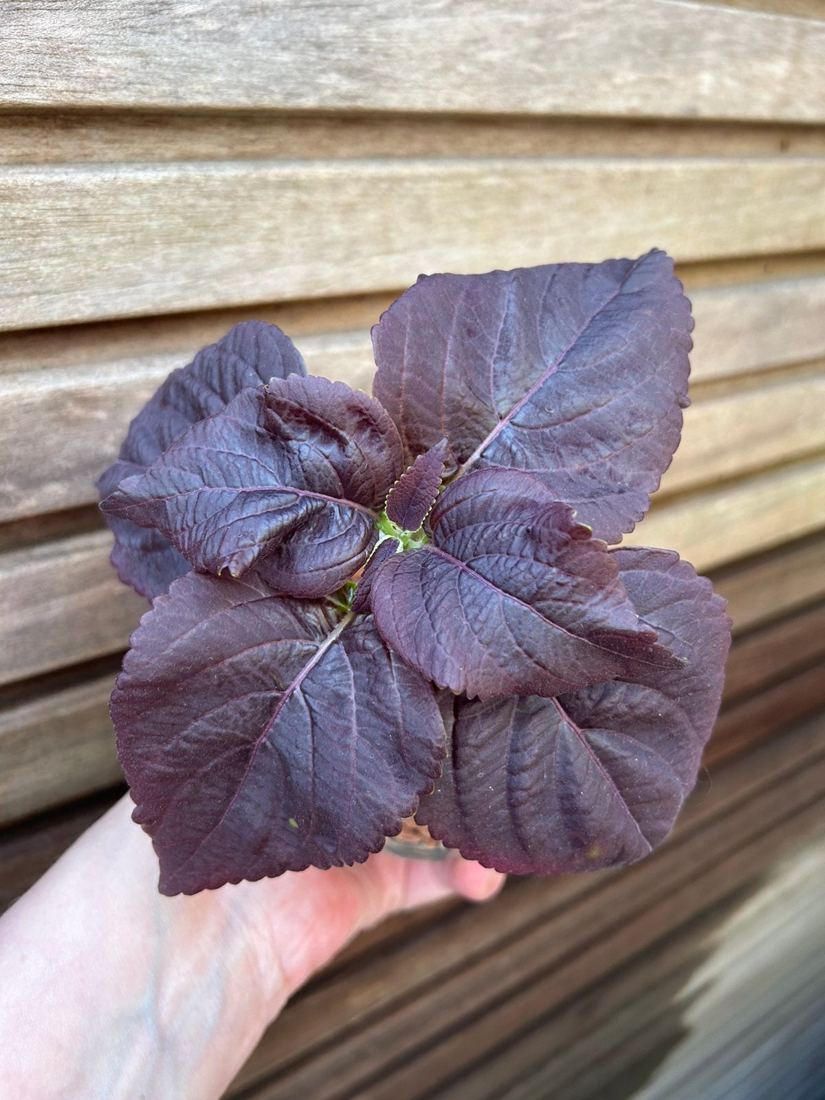 Coleus / siernetel Black Prince, Tuin en Terras, Planten | Tuinplanten, Ophalen of Verzenden