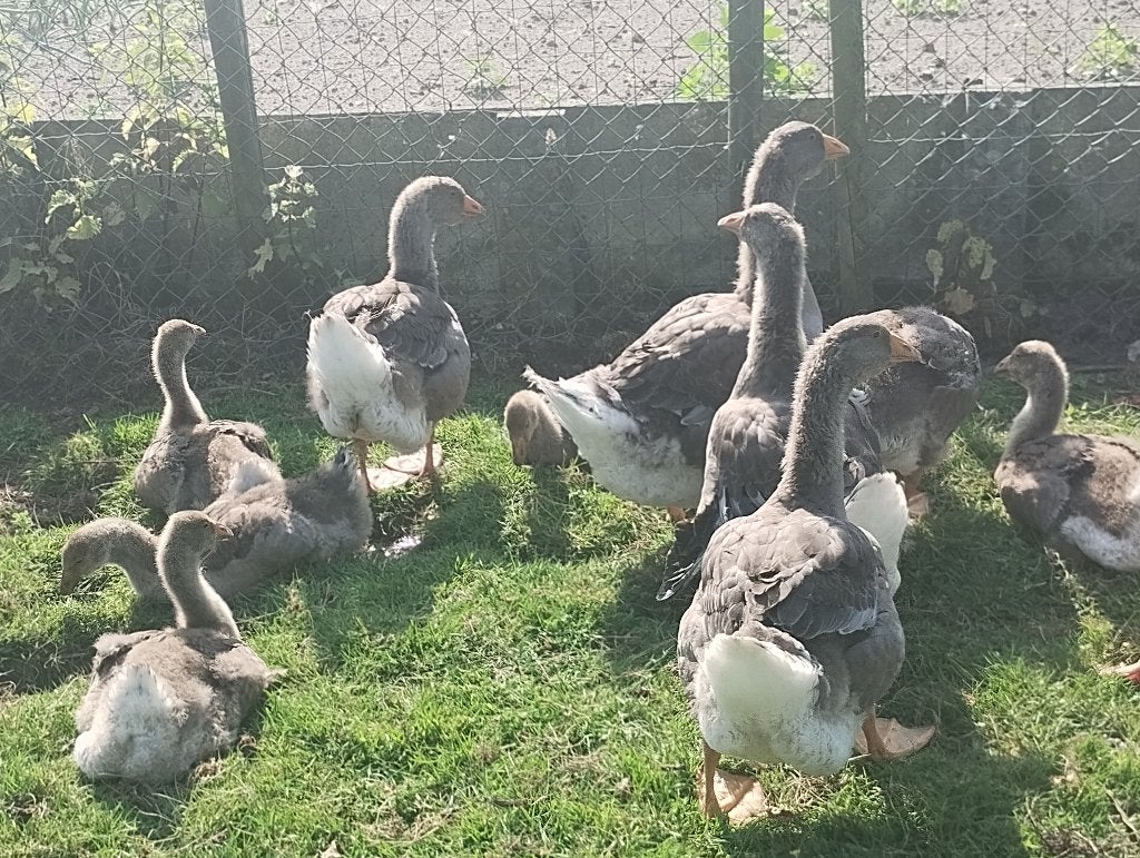 KUIKENS DEWLAP TOULOUSE GANZEN, Animaux & Accessoires, Volatiles, Plusieurs animaux, Oie ou Cygne