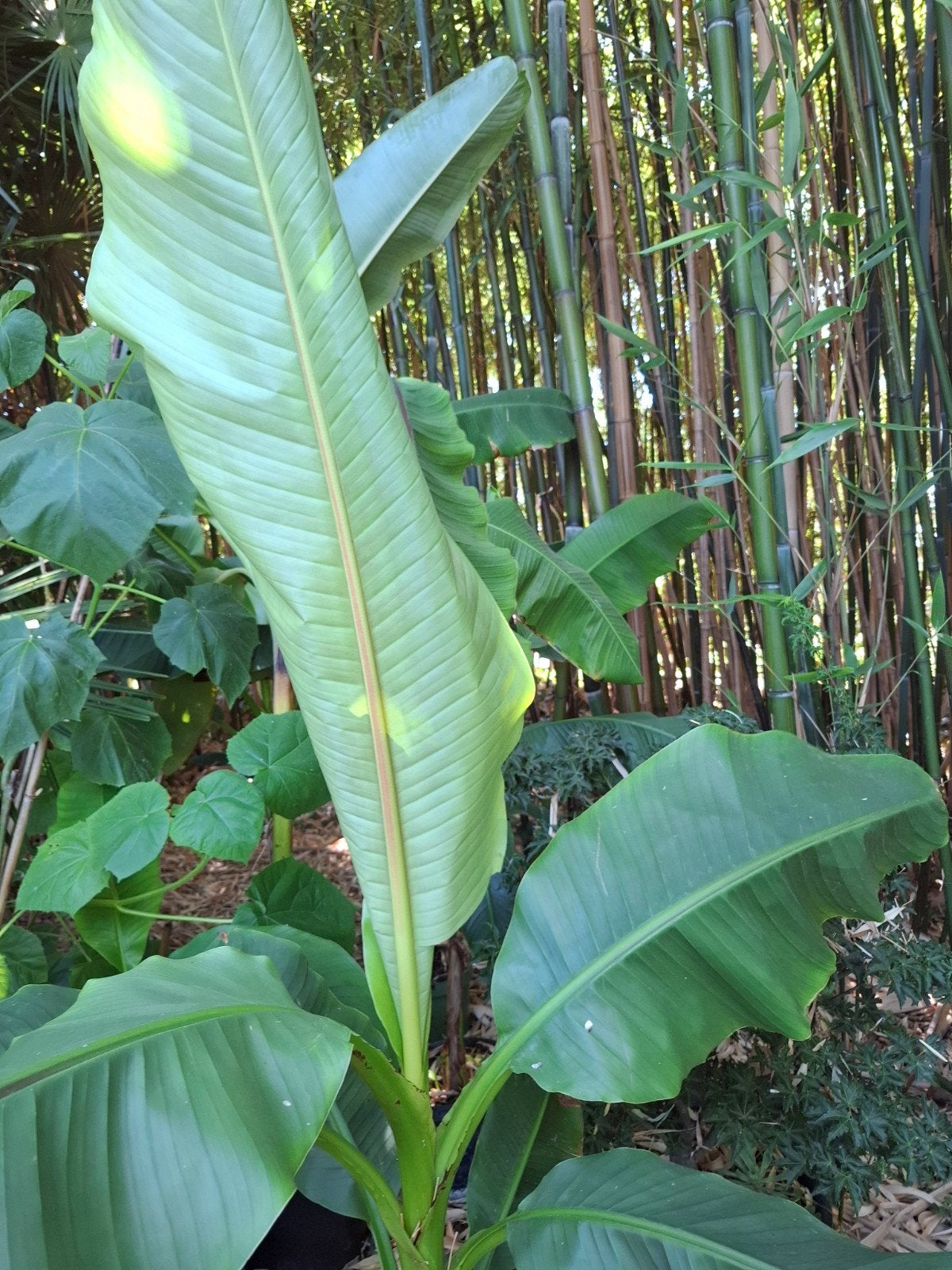 Musa basjoo, Ophalen
