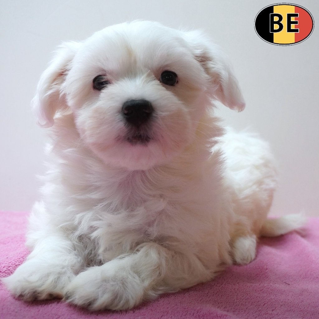 chiots Bichon Maltais (nés en Belgique), Animaux & Accessoires, Chiens | Chihuahuas & Chiens de compagnie, Plusieurs animaux, Bichon maltais
