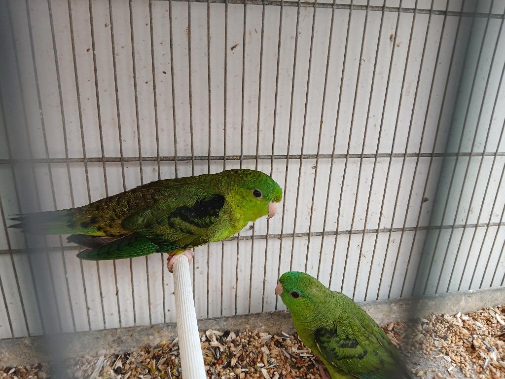 Katarina's, Plusieurs animaux, Perruche, Bagué