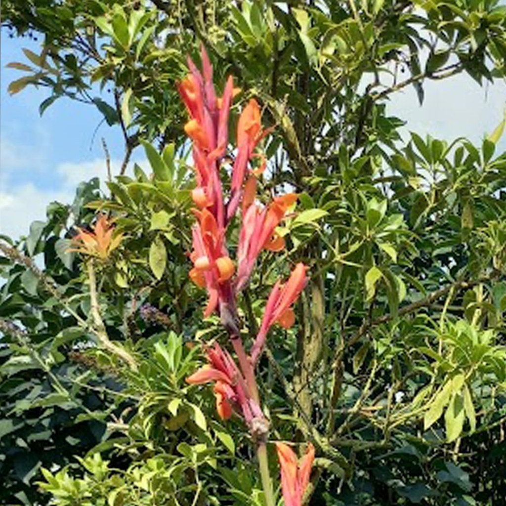 canna's /bloemriet, Ophalen