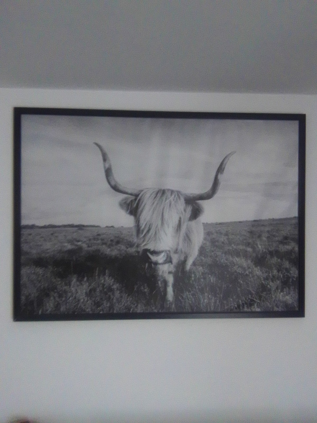 canvas zo als op foto met schotse koe 1m40 op 1meter, Antiquités & Art, Art | Dessins & Photographie, Enlèvement, Photo