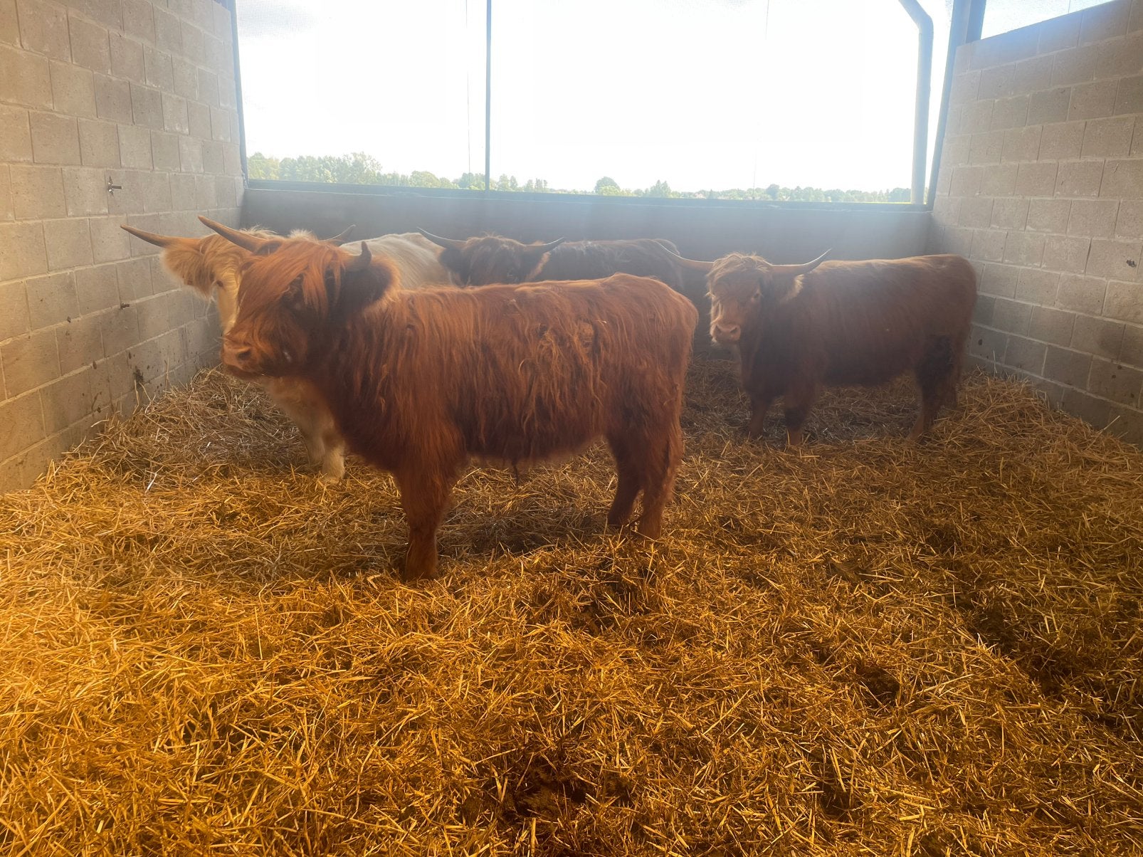 4 magnifiques génisses des Highlands écossais à vendre, 0 à 2 ans