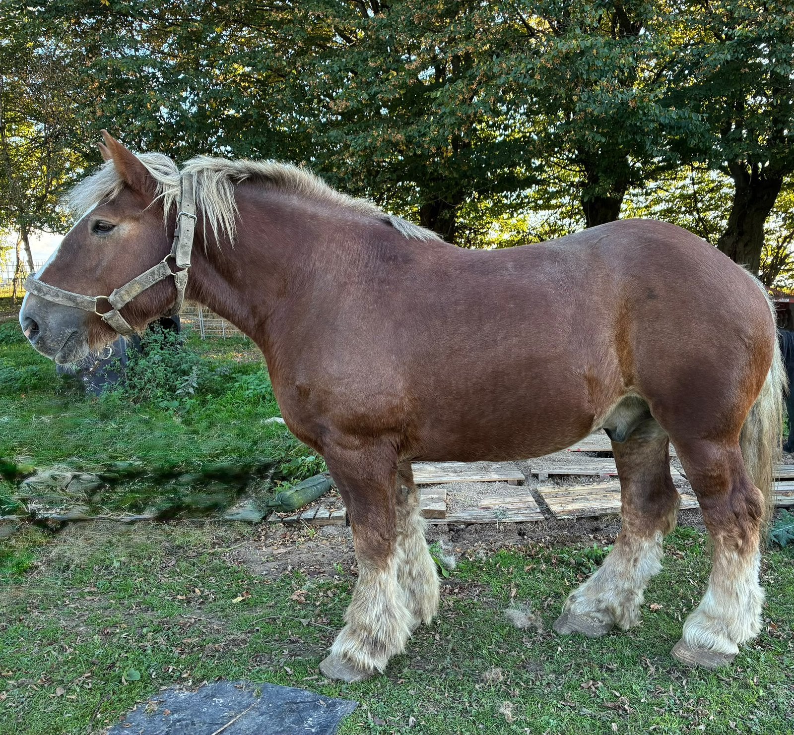 Ardenner ruin te koop, Dieren en Toebehoren, Ruin