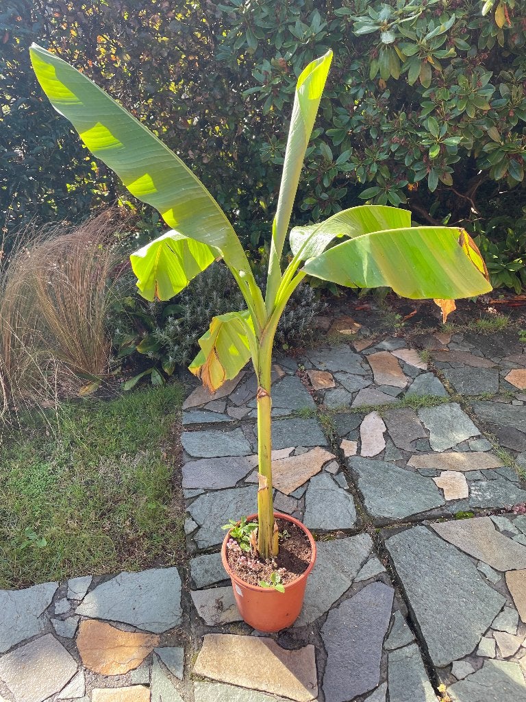Musa Basjoo bananenboom, Tuin en Terras, Volle zon, Vaste plant, Zomer, Ophalen