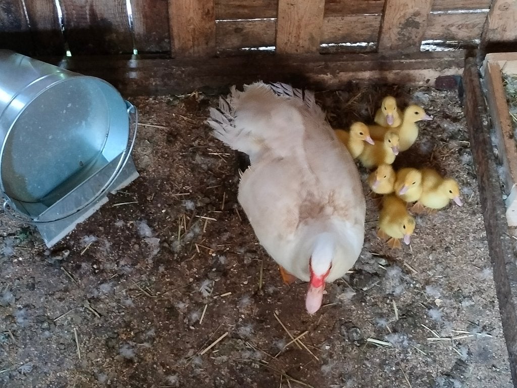 Barbarie eendjes, Dieren en Toebehoren, Geslacht onbekend, Eend