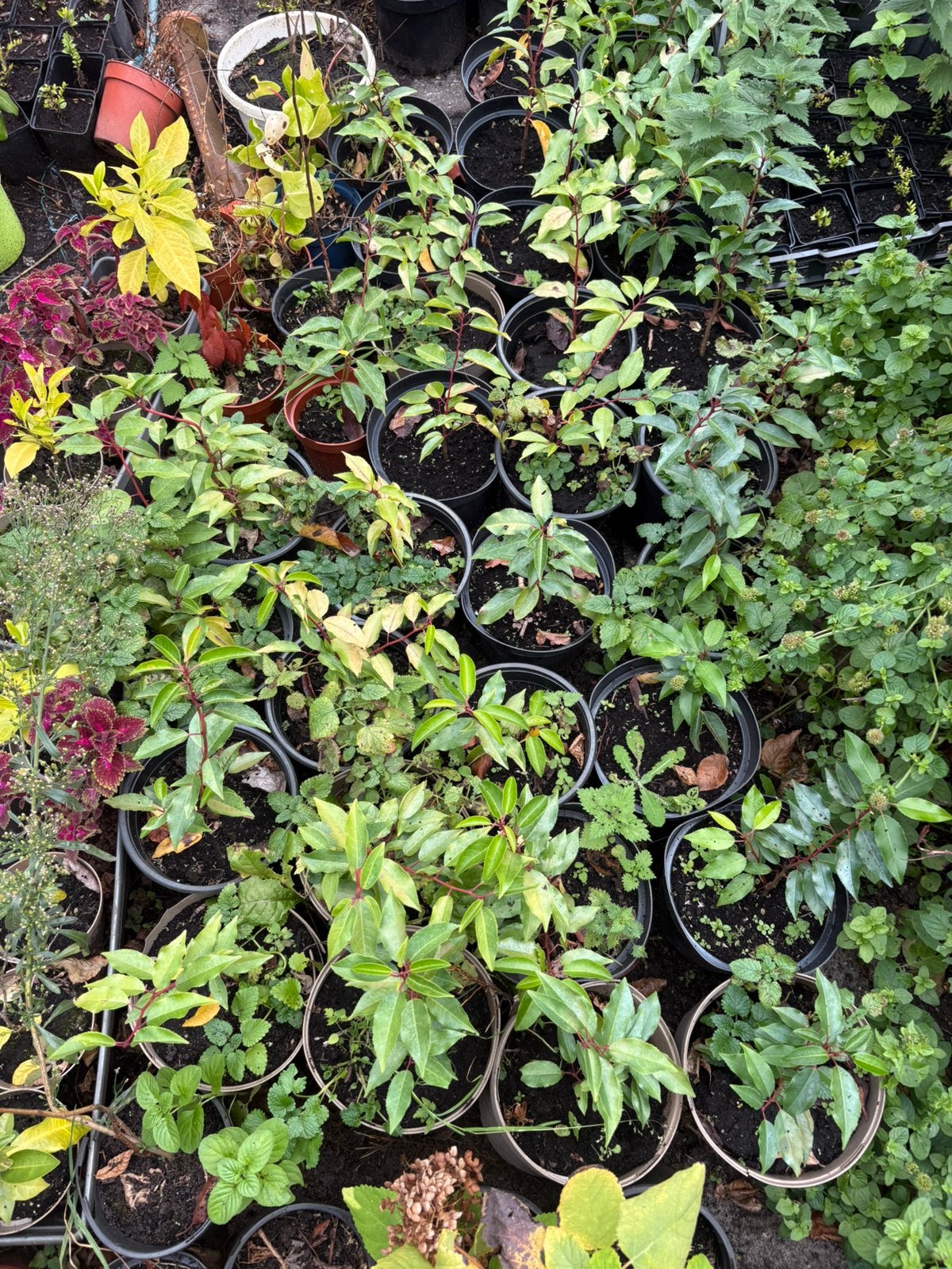 Groot lot Portugese Laurierplanten, Ophalen