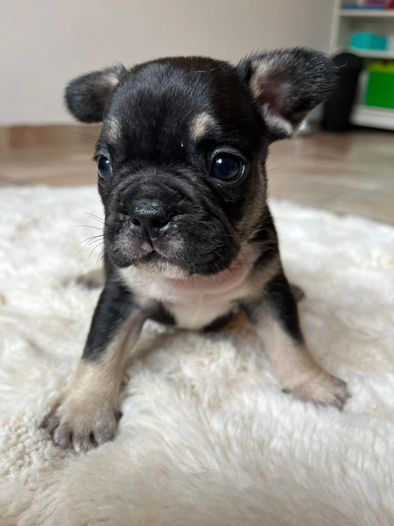 Franse Bulldog pups in huis opgevoed, Dieren en Toebehoren, Parvo, België, 8 tot 15 weken, Bulldog