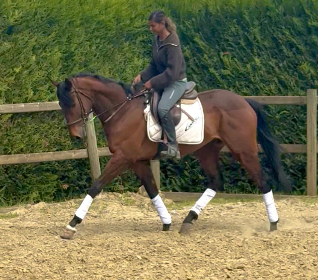 Brave allrounder, Dieren en Toebehoren, Paarden, Ruin
