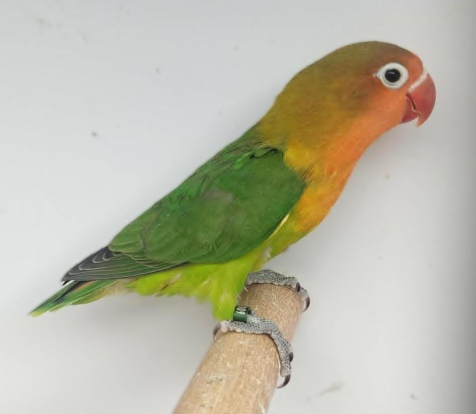 Fischeri POP (DNA attest) - wildkleur, Dieren en Toebehoren, Vrouwelijk, Dwergpapegaai of Agapornis, Geringd