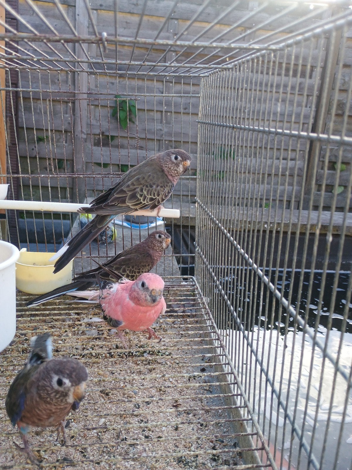 4x bourkes te koop, Dieren en Toebehoren, Vogels | Parkieten en Papegaaien, Parkiet
