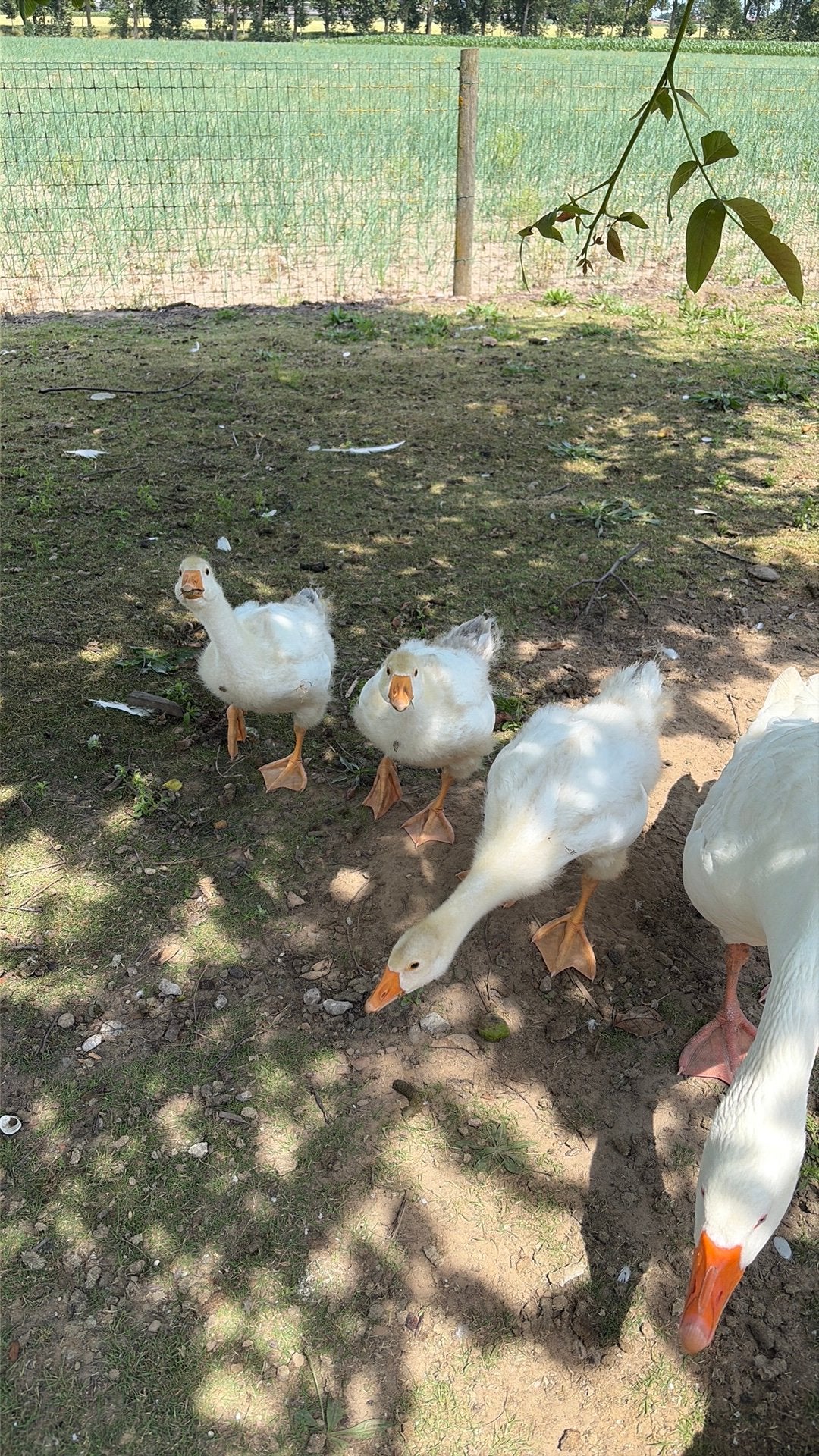 Witte ganzen, +/- 7weken oud, Dieren en Toebehoren, Pluimvee, Geslacht onbekend, Gans of Zwaan