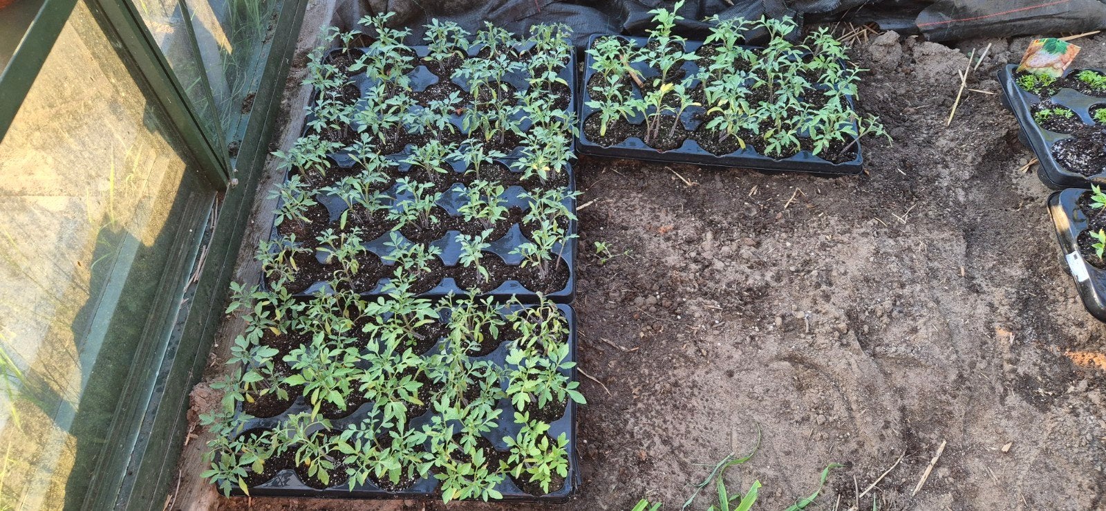 Tomates, Enlèvement