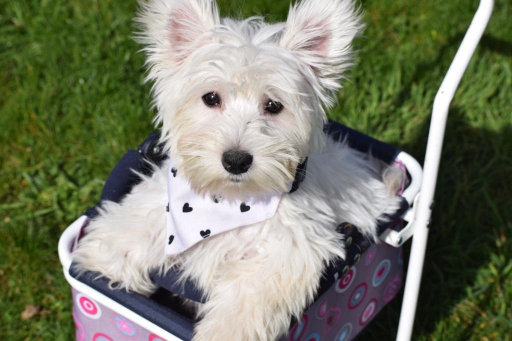 West highland white terrier pup, Dieren en Toebehoren, 15 weken tot 1 jaar, Overige rassen, Buitenland, Parvo
