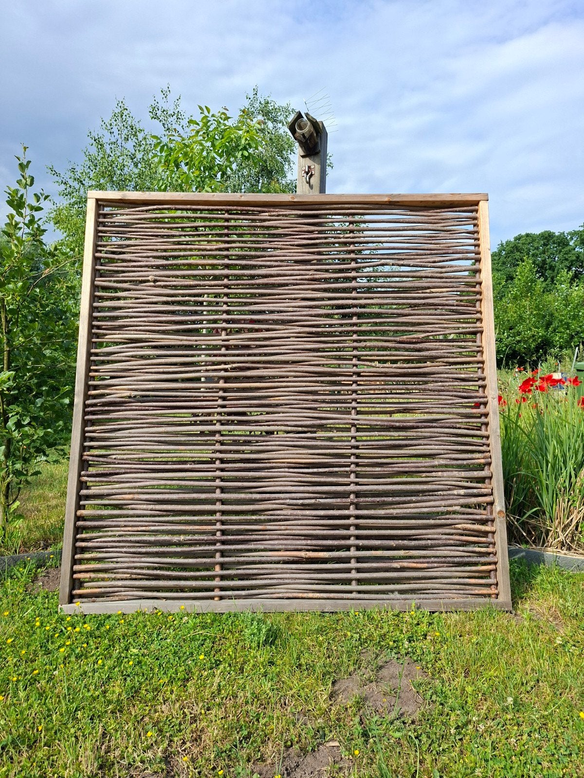 Nieuwe gevlochten wilgenschermen, Tuin en Terras, Ophalen