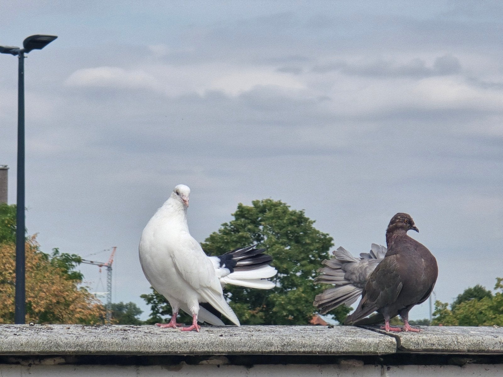 duiven, Dieren en Toebehoren, Vogels | Duiven