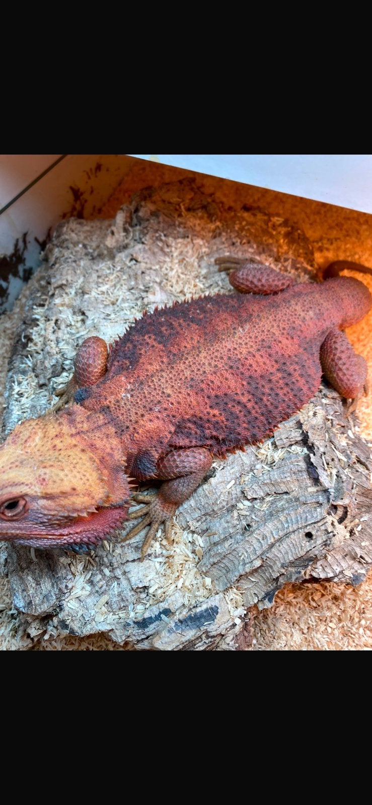Male pogona vitticeps red hypo trans