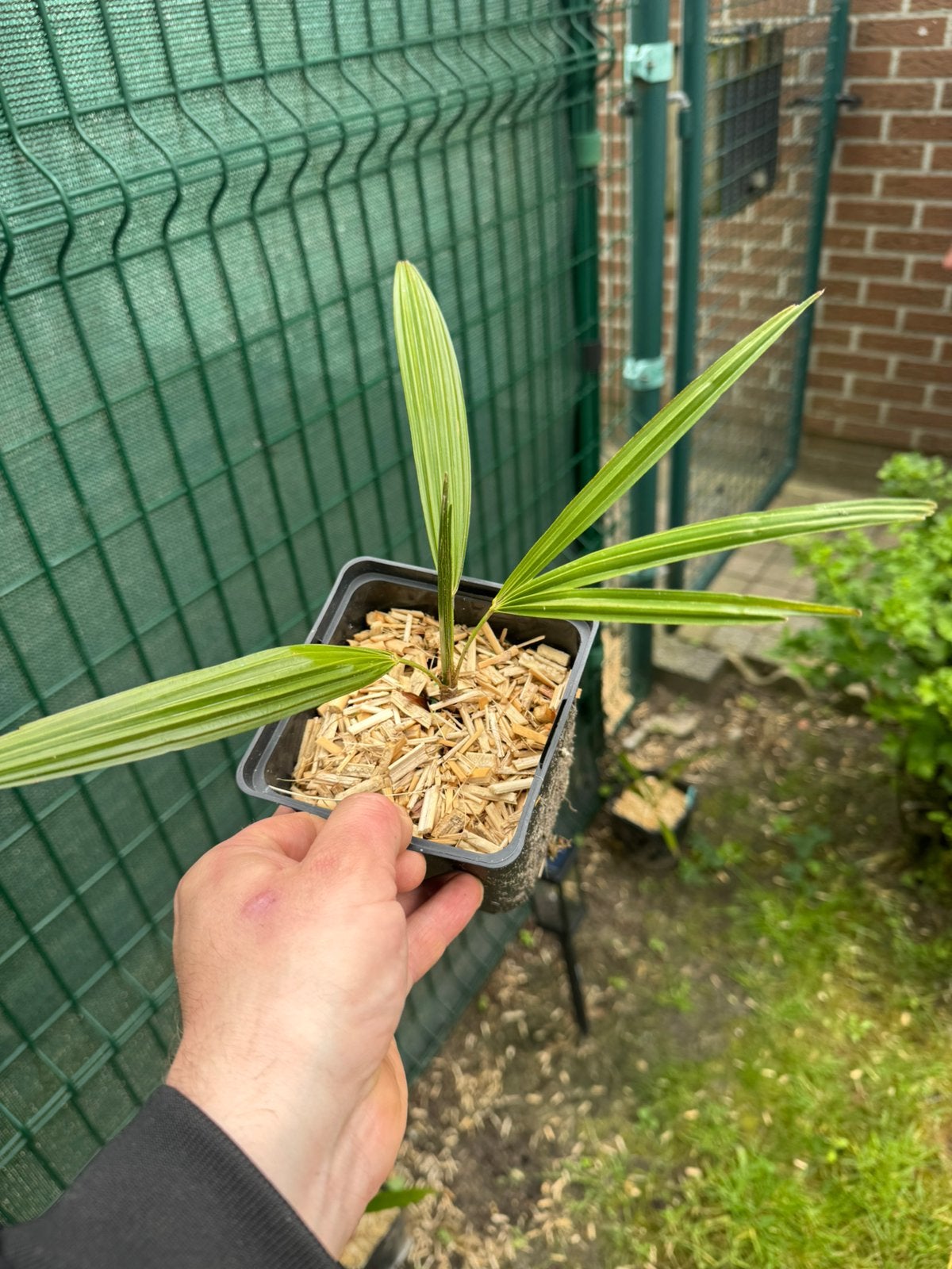 trachycarpus wagnerianus x nanus, Ophalen of Verzenden