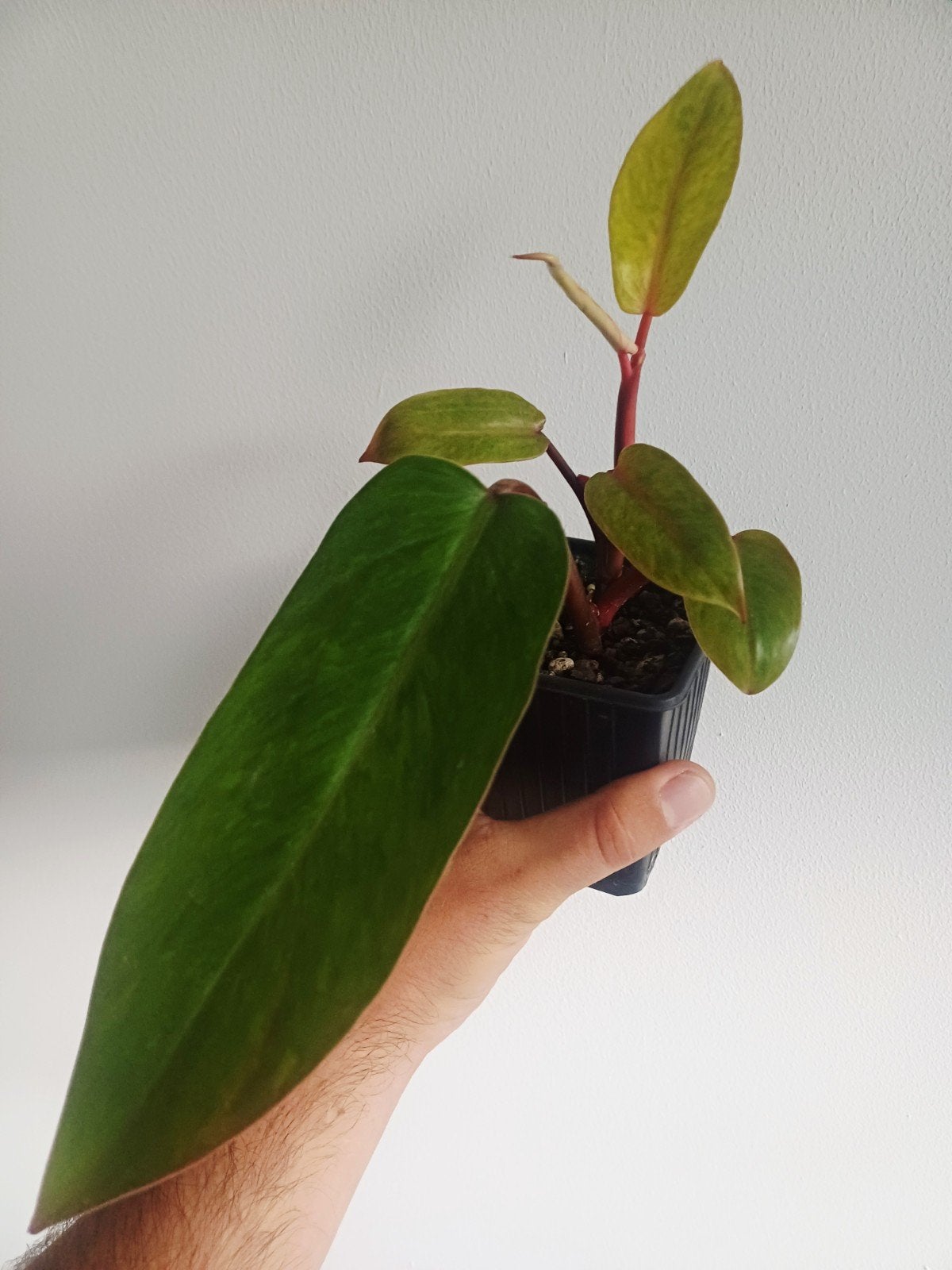 Philodendron Painted Lady, Maison & Meubles, Plantes d'intérieur, Autres espèces, En pot, Enlèvement ou Envoi, Moins de 100 cm