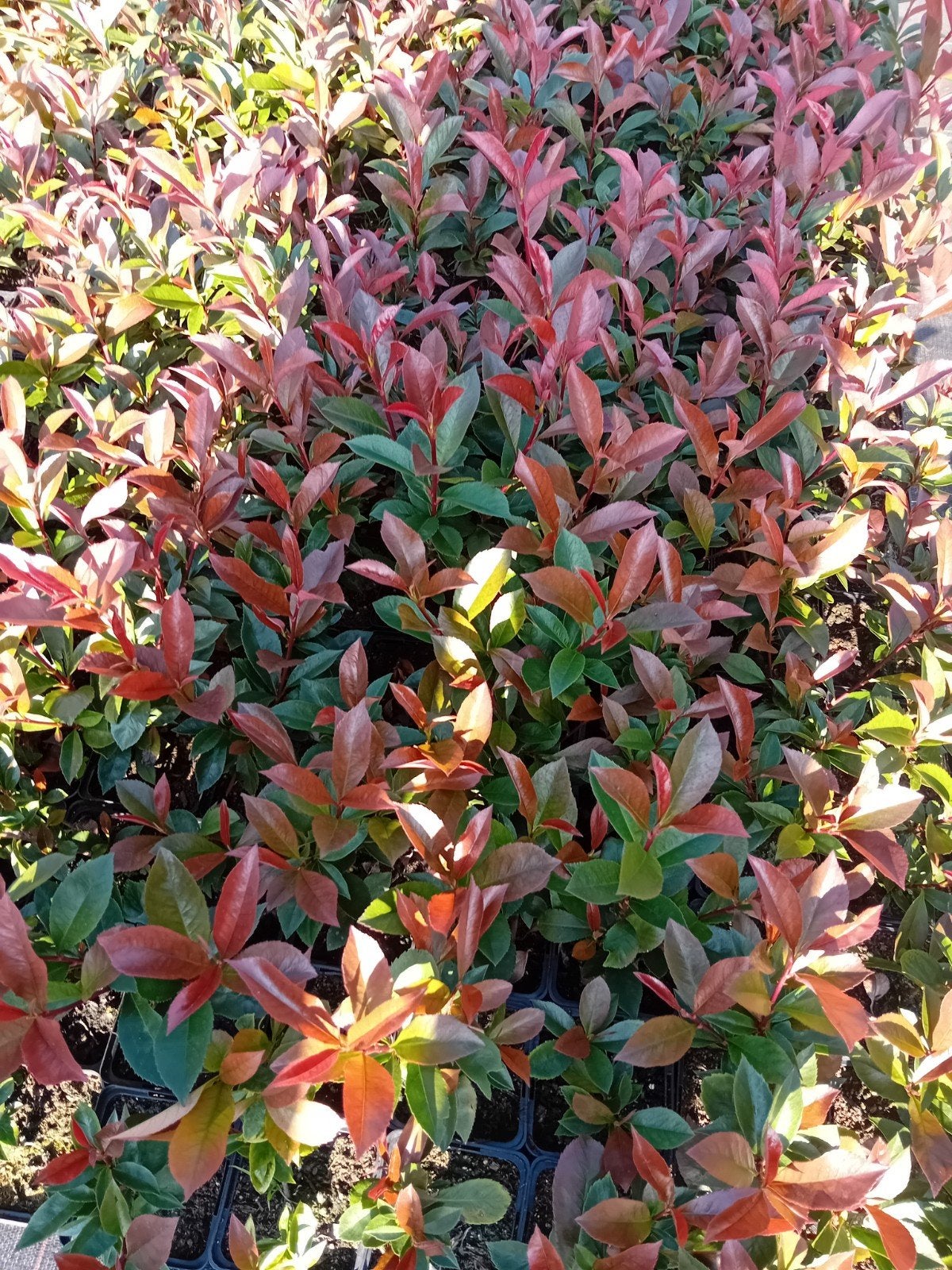 Photinia Red Robin, Enlèvement