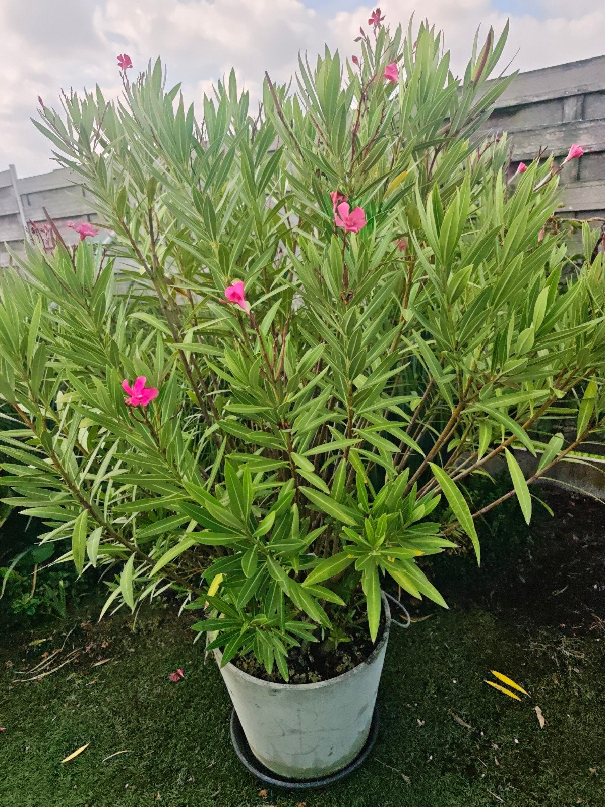 Mooie rode oleander, Tuin en Terras, Planten | Tuinplanten, Ophalen