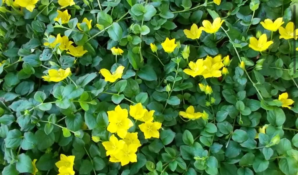 Bodembedekkers, Tuin en Terras, Planten | Tuinplanten, Ophalen, Vaste plant, Bodembedekkers