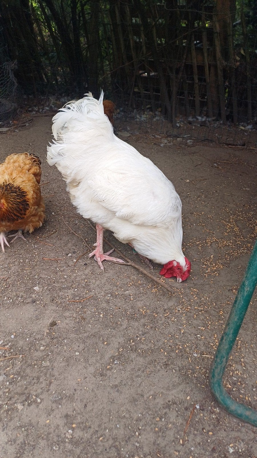 Charollaise haan, Dieren en Toebehoren, Pluimvee, Mannelijk, Kip