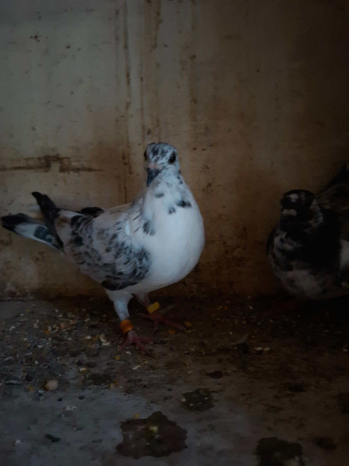 reisduif 2026, Dieren en Toebehoren, Meerdere dieren, Postduif